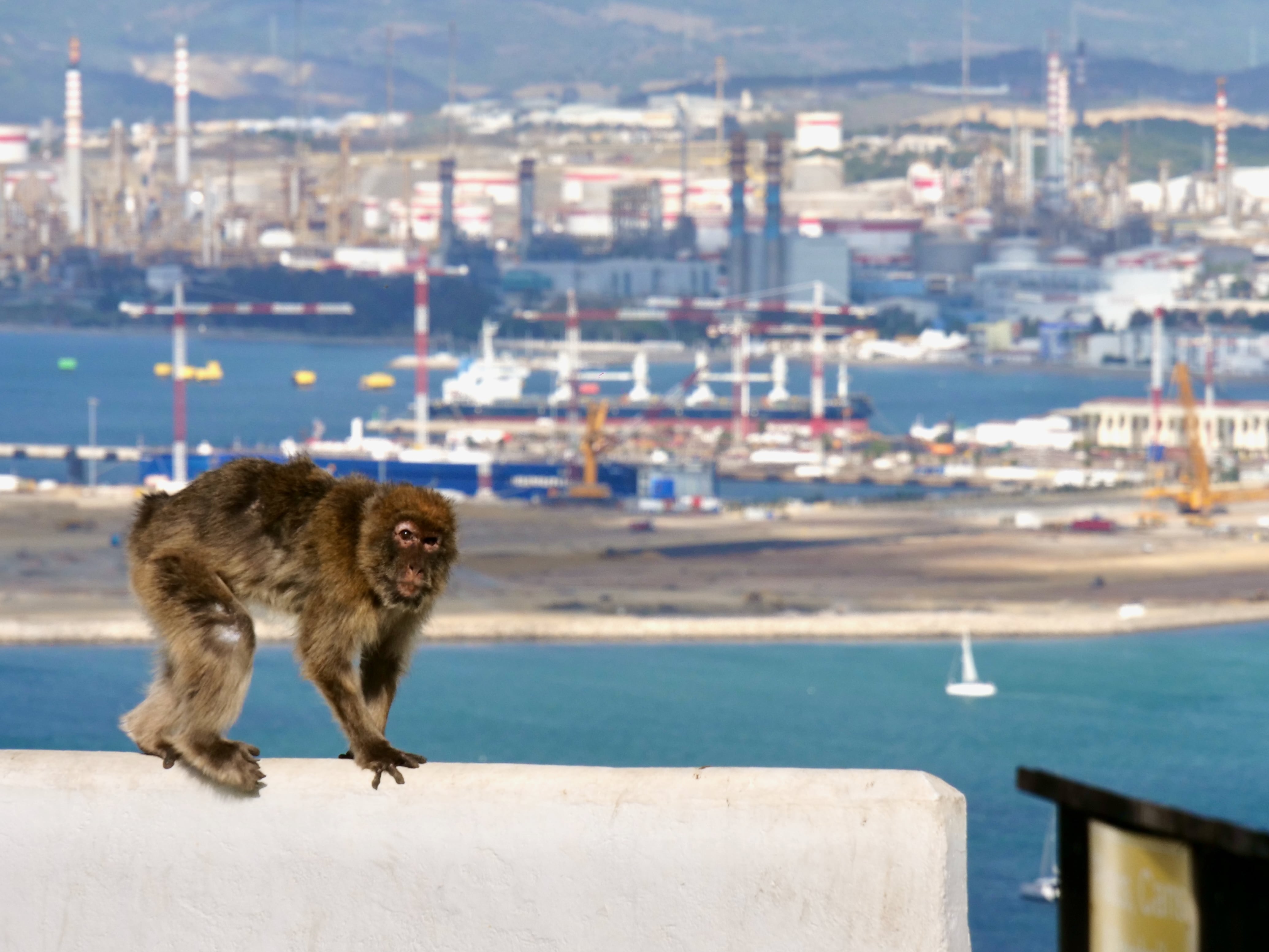 Affe vor Hafen- und Industrieanlagen